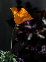 Poppy.jpg