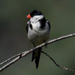 Whydah22.jpg