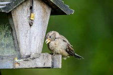 Little Bird.jpg