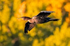 CormorantAutumn-79.jpg