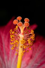 flower-topaz-sharpen.jpg