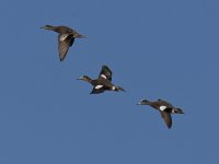 Wigeon5.jpg