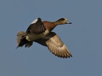 Wigeon6.jpg