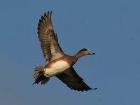 Wigeon7.jpg