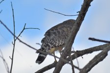 750_0063R_L_cr.jpg