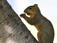 Squirrel.jpg