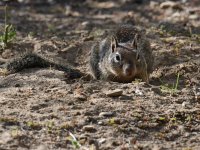 Squirrel4.jpg