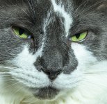 Bleu Macro.jpg