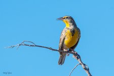 Meadowlark-79.jpg