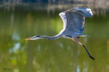 GBHFlight-79.jpg