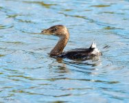 PiedBilled-79.jpg