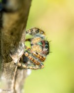 Spider-79.jpg