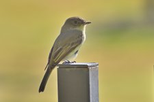 560_0136R_LSt_cr.jpg