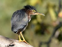 GreenHeron4.jpg