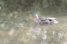 Lynn Duck.jpg