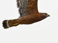 Hawk6.jpg