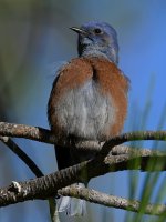 Bluebird2.jpg