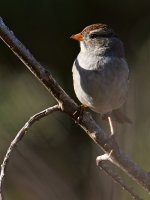 Sparrow4.jpg