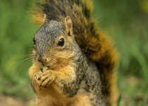 Feel Like a nut Small.jpg