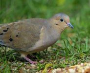 Dove Small.jpg