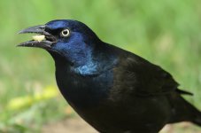 Grackle Small.jpg