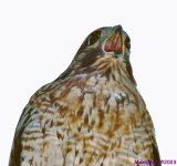 DSC_0041 copy_001.JPG