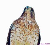 DSC_0046 copy_001.JPG