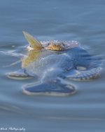 RD5_6183-Water snake.jpg