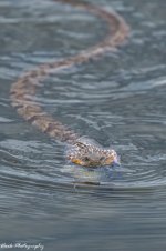 RD5_6223-Water snake.jpg