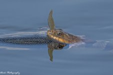 RD5_6178-Water snake.jpg