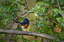 Towhee.jpg