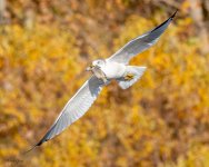 GullFish-82.jpg