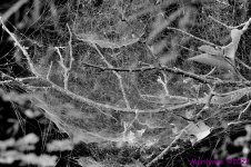 DSC_0063 - Copy_001.JPG