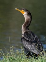 Cormorant.jpg