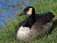 Goose2.jpg