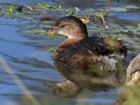 Grebe.jpg