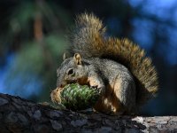 Squirrel.jpg