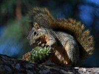 Squirrel5.jpg