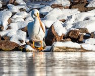 PelicanFroozen-82.jpg