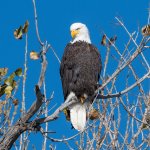 EaglePerched-82.jpg
