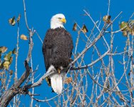 EaglePerched-83.jpg
