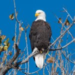 EaglePerched-84.jpg