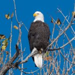 EaglePerched-86.jpg