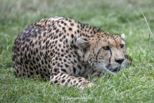exposuretours_cheetah stalk.JPG