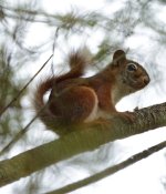 little Squirrel.JPG