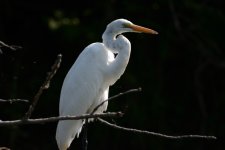 great egret.JPG