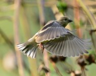 goldfinch.JPG