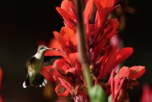 hummer in garden.JPG