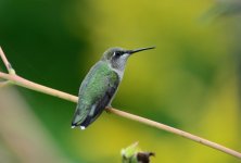 hummer resting.JPG