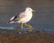 Gull-85.jpg